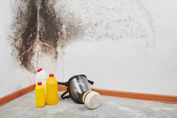 Best Office Mold Removal Services  in Petoskey, MI