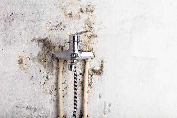 Petoskey, MI Mold Removal Company