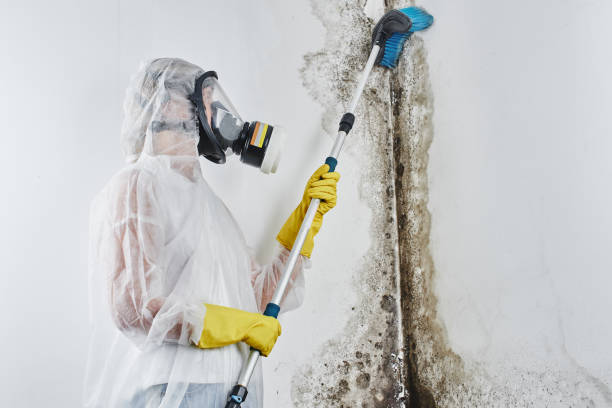 Best Mold Cleaning Services  in Petoskey, MI