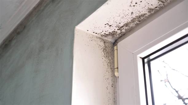 Best Mold Testing  in Petoskey, MI