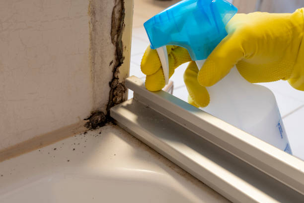 Best Crawl Space Mold Removal  in Petoskey, MI