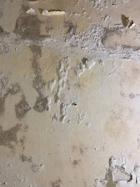 Attic Mold Removal in Petoskey, MI