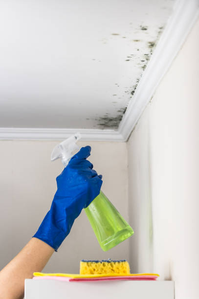 Best Toxic Mold Removal  in Petoskey, MI
